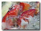 石斑魚 ハタ