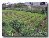 温泉空芯菜畑が広がる