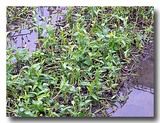 礁渓温泉の温泉空芯菜畑にズーム