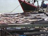 捕れた魚を干しているところ