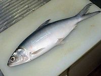 まな板の上のサバヒー ミルクフィッシュ