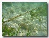 紅藻類の養殖場　海の中で育てられる藻類