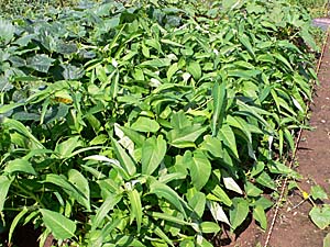 空芯菜の露地栽培